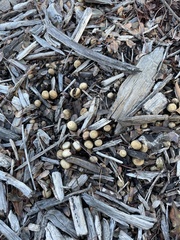 Cyathus