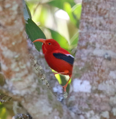 Drepanis coccinea