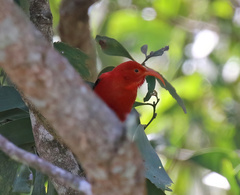 Drepanis coccinea