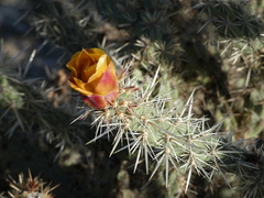 Cylindropuntia acanthocarpa acanthocarpa