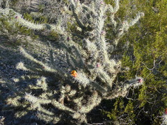 Cylindropuntia acanthocarpa acanthocarpa