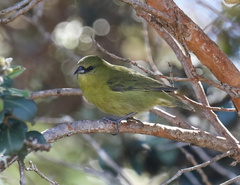 Chlorodrepanis virens