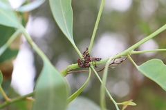 Eurymeloides bicincta