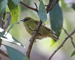 Chlorodrepanis virens