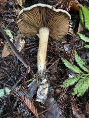 Cortinarius infractus