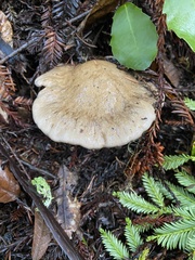 Cortinarius infractus