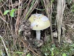Amanita orientigemmata