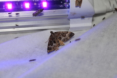 Hydriomena deltoidata