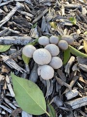 Psathyrella