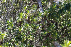 Myrsine lessertiana