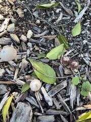Psathyrella