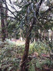 Acacia floribunda
