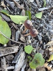 Psathyrella