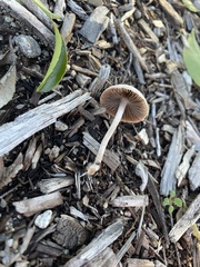 Psathyrella