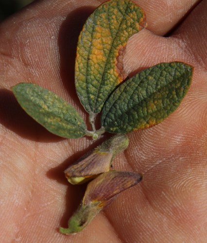 Image of Rhynchosia nitens by (c) Tony Rebelo, some rights reserved (CC BY-SA)