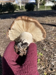 Clitocybe brunneocephala