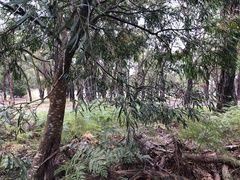 Acacia floribunda