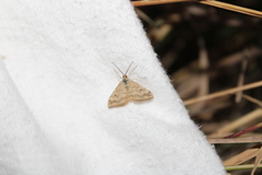 Scopula rubraria