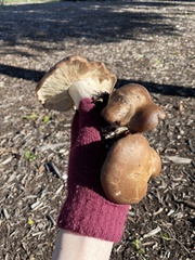 Clitocybe brunneocephala