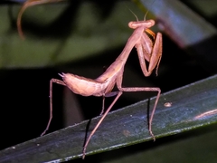 Miomantis caffra