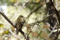 Empidonax occidentalis