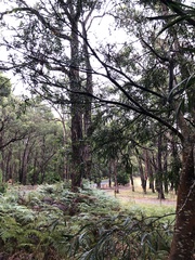 Acacia floribunda