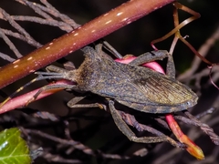 Elasmopoda