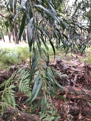 Acacia floribunda