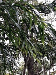 Acacia floribunda