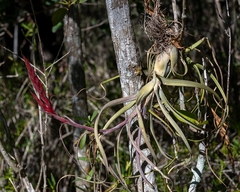 Tillandsia balbisiana