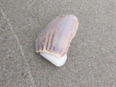 Olivancillaria urceus