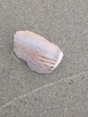 Olivancillaria urceus