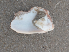 Olivancillaria urceus