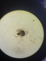 Dipoena melanogaster