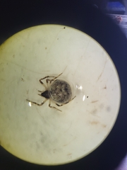 Dipoena melanogaster