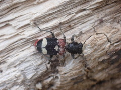Clerus mutillarius