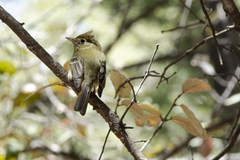 Empidonax occidentalis