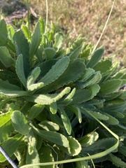 Senecio selloi