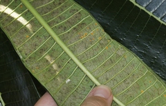 Coleosporium plumeriae