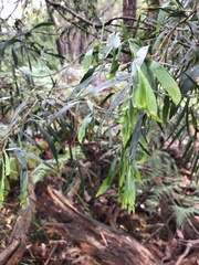 Acacia floribunda