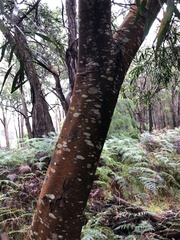 Acacia floribunda