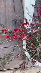 Leptospermum scoparium