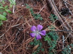 Geranium potentillifolium