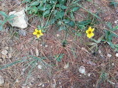 Bidens ostruthioides