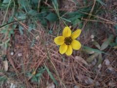 Bidens ostruthioides