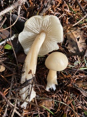 Rhodocollybia