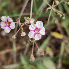 Commicarpus brandegeei