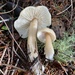 Rhodocollybia - Photo (c) Josh Walker, some rights reserved (CC BY-NC), uploaded by Josh Walker