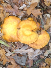 Omphalotus subilludens