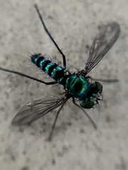 Condylostylus pruinosus